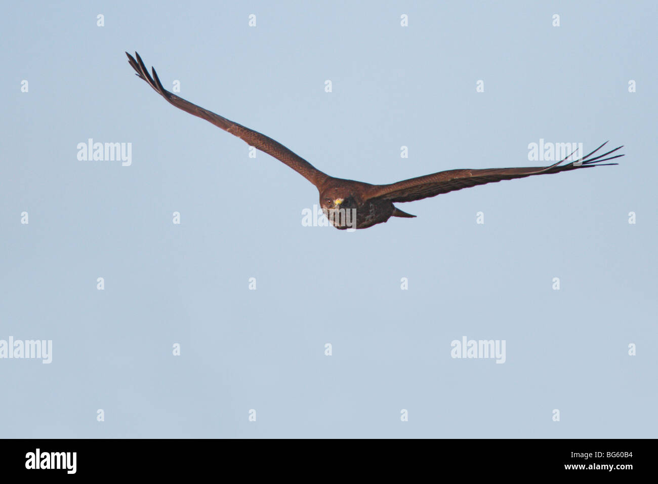 Buteo buteo Buzzard en vol Banque D'Images