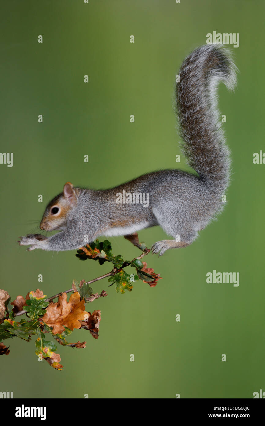 Le saut de l'écureuil gris Sciurus carolinensis gray Banque D'Images