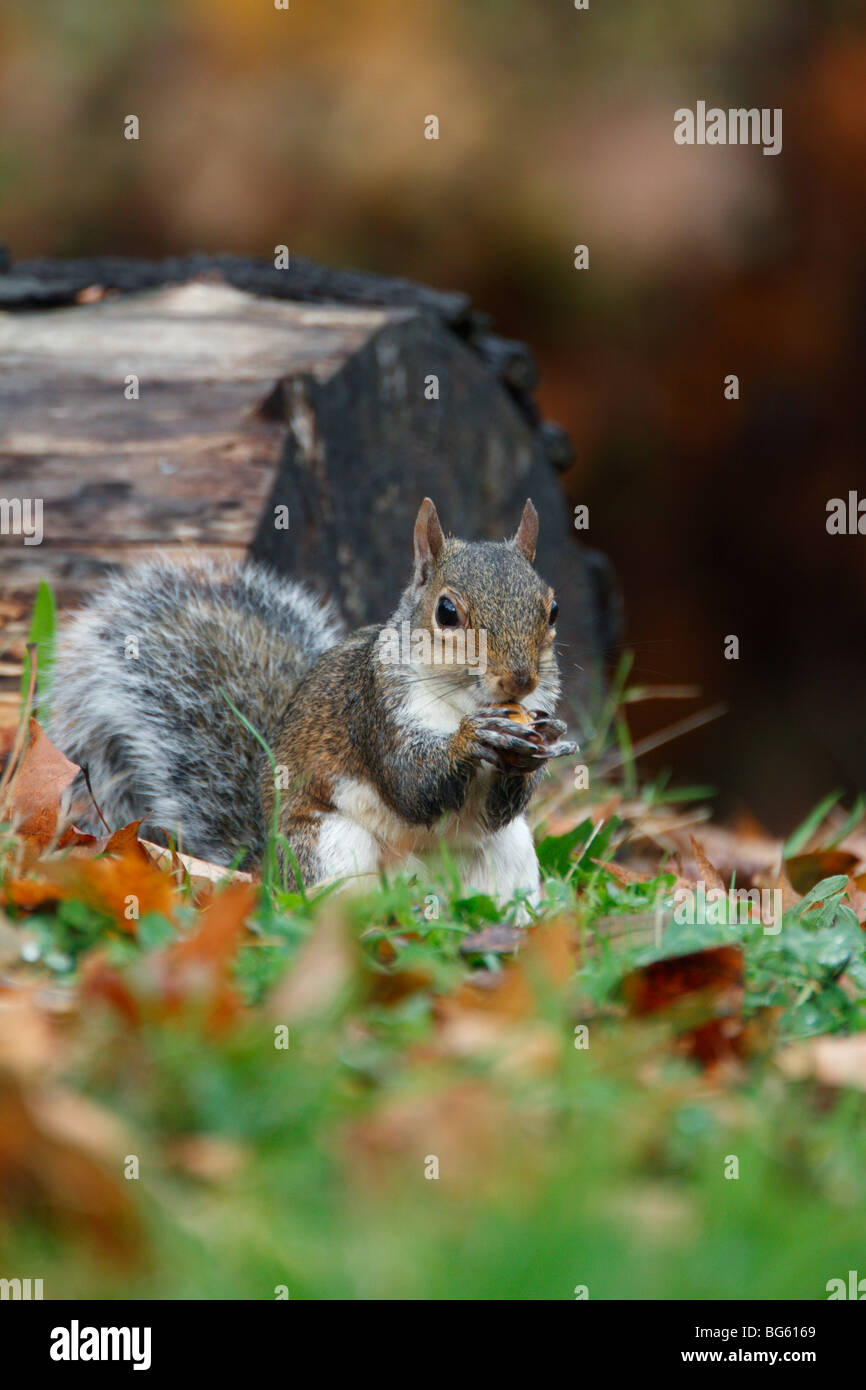 L'écureuil gris Sciurus carolinensis manger Acorn Banque D'Images