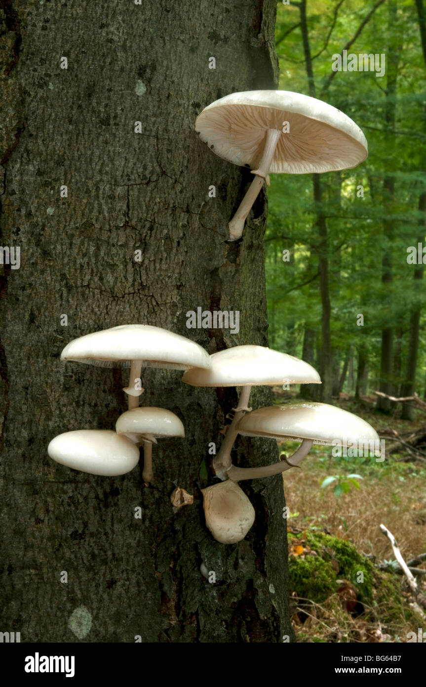 Tasses de champignons (Oudemansiella mucida) sur un tronc de hêtre. Banque D'Images