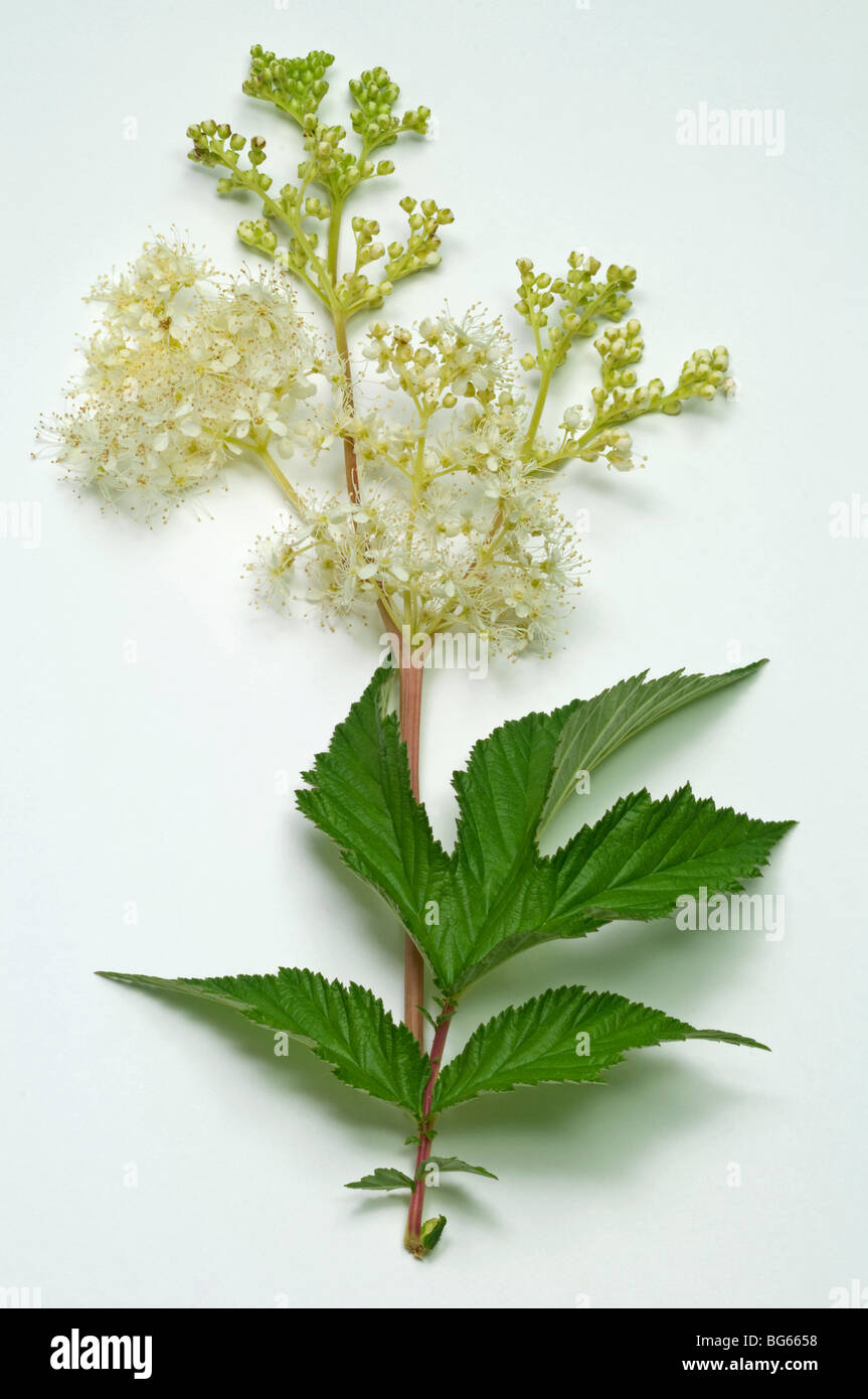 La reine-des-prés (Filipendula ulmaria). Rameau en fleurs avec la feuille, studio photo. Banque D'Images