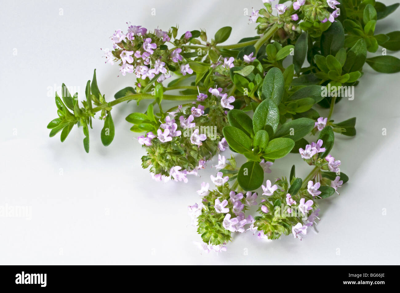 Thym commun (Thymus vulgaris), la floraison des brindilles, studio photo. Banque D'Images