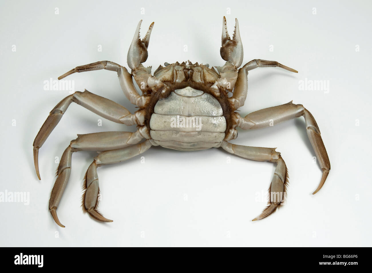 Crabe chinois (Eriocheir sinensis), femme. Banque D'Images