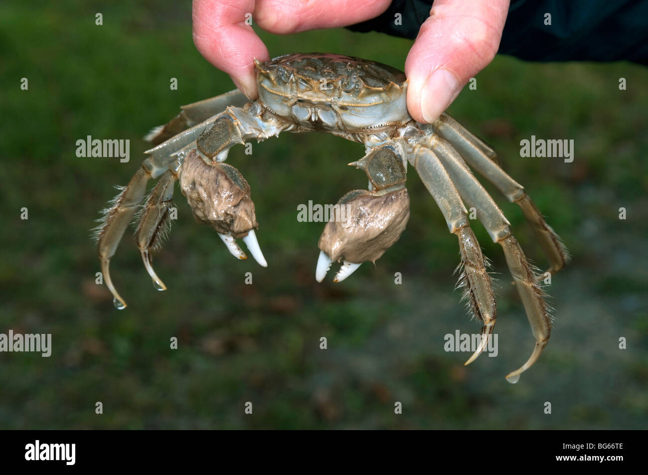 Crabe chinois (Eriocheir sinensis). Des profils étant détenu par une main. Banque D'Images