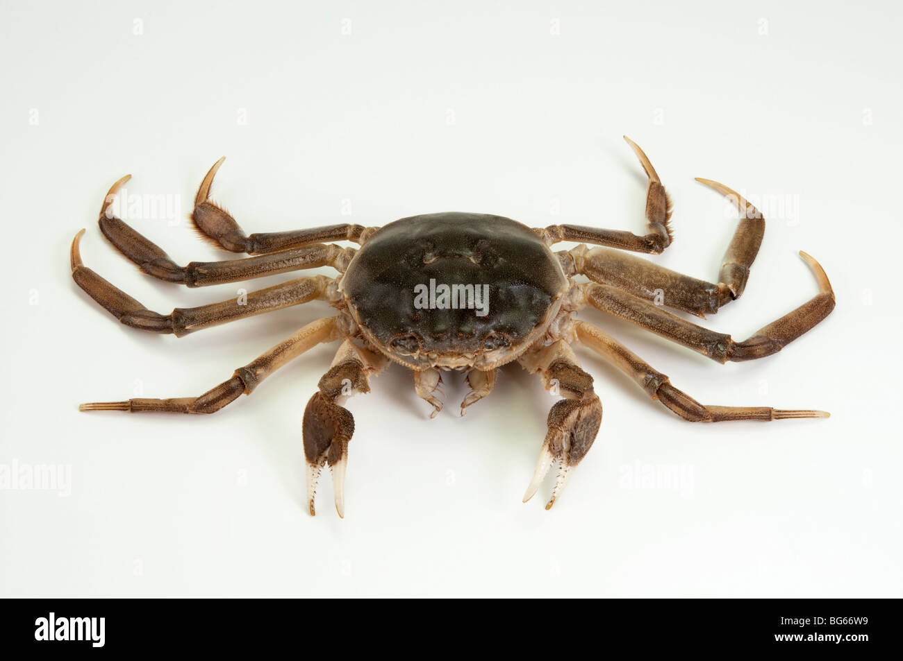 Crabe chinois (Eriocheir sinensis), studio photo. Banque D'Images