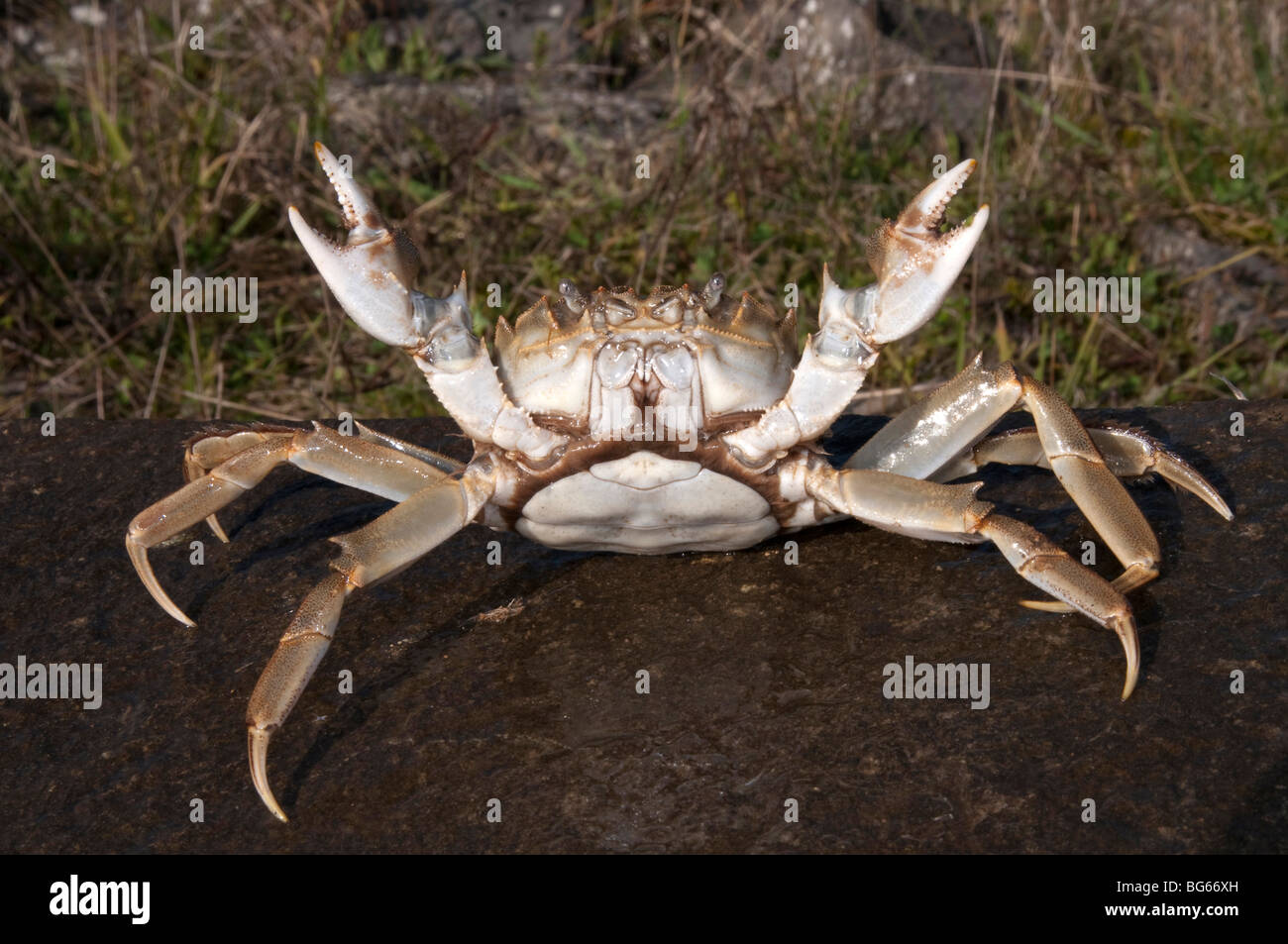 Crabe chinois (Eriocheir sinensis), femme en position défensive. Banque D'Images
