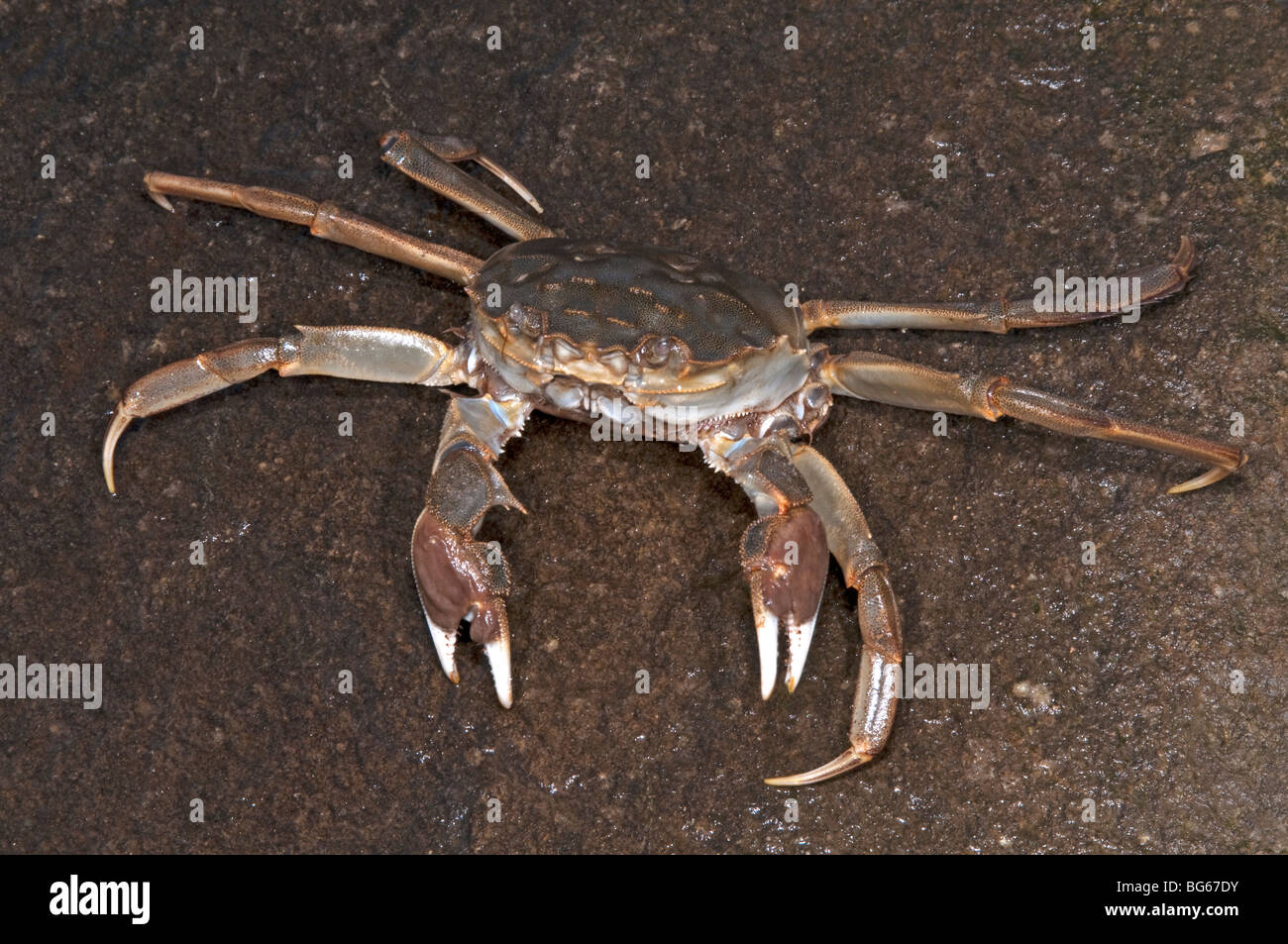 Crabe chinois (Eriocheir sinensis). Des profils avec deux jambes manquant, en raison de combats. Banque D'Images