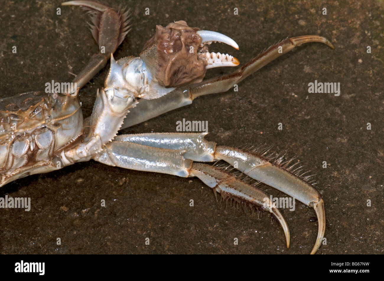 Crabe chinois (Eriocheir sinensis), détail de l'homme poilu avec pince. Banque D'Images