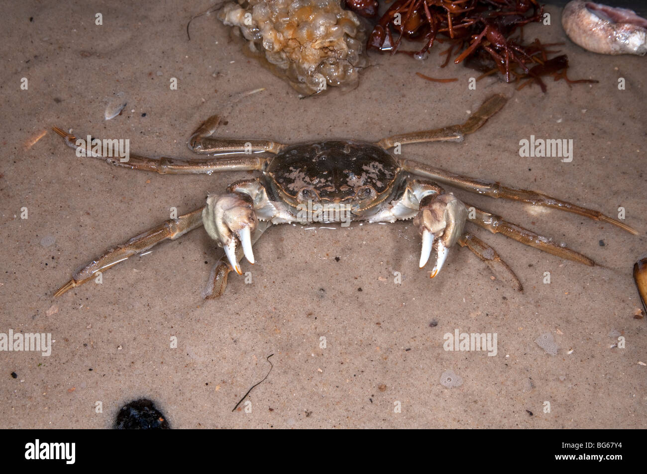 Crabe chinois (Eriocheir sinensis) en position défensive. Banque D'Images
