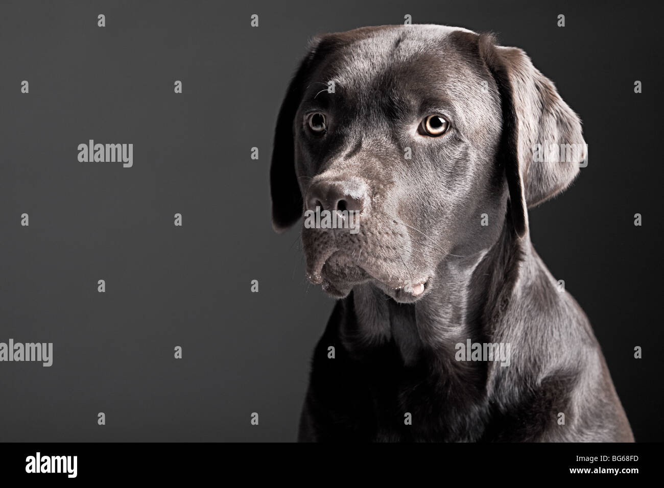 Labrador Retriever chocolat Portrait sur un arrière-plan gris Banque D'Images