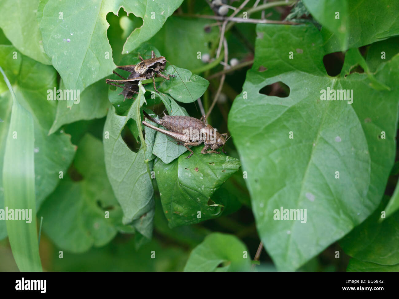 Bush sombre (Pholidoptera griseoaptera cricket) mâle et femelle au repos on leaf Banque D'Images