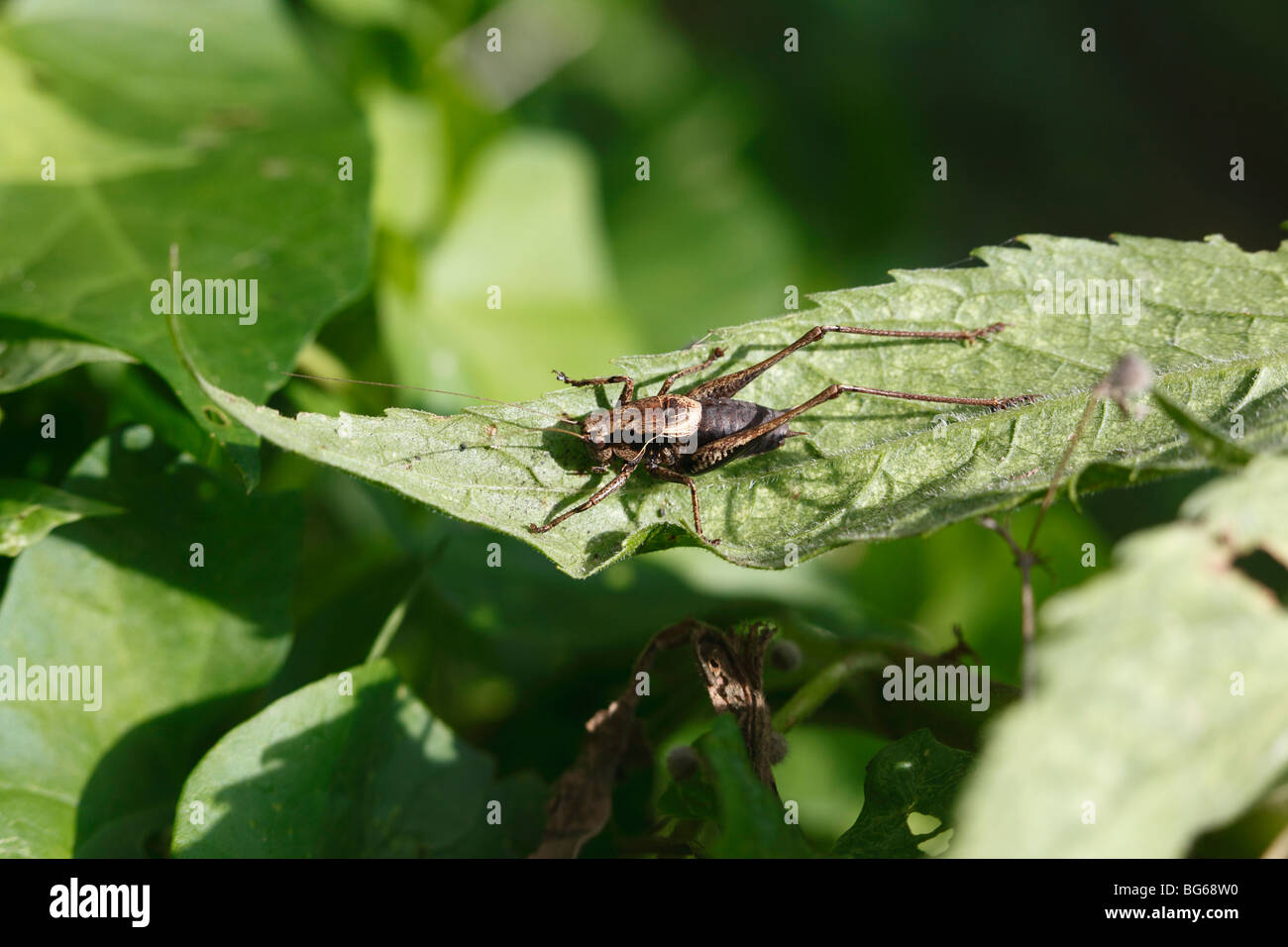 Bush sombre (Pholidoptera griseoaptera cricket) mâle au repos on leaf Banque D'Images