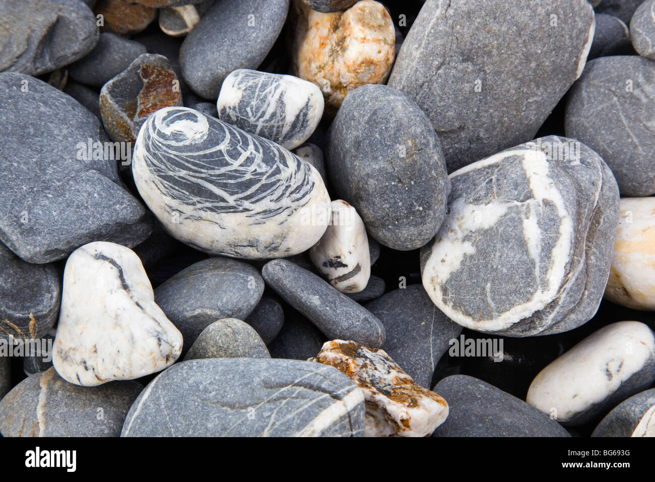 Le Quartz dans les schistes et ardoises, galets sur la plage de gourme ; Crackington Haven ; Cornwall Banque D'Images