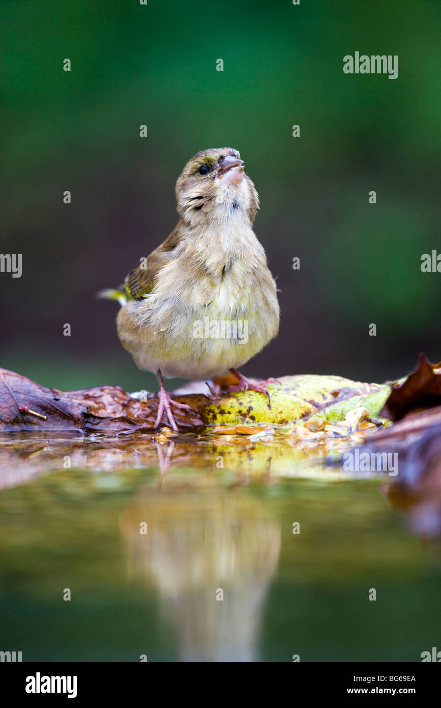Verdier, femme, Carduelis chloris ; à l'étang de jardin ; Cornwall Banque D'Images