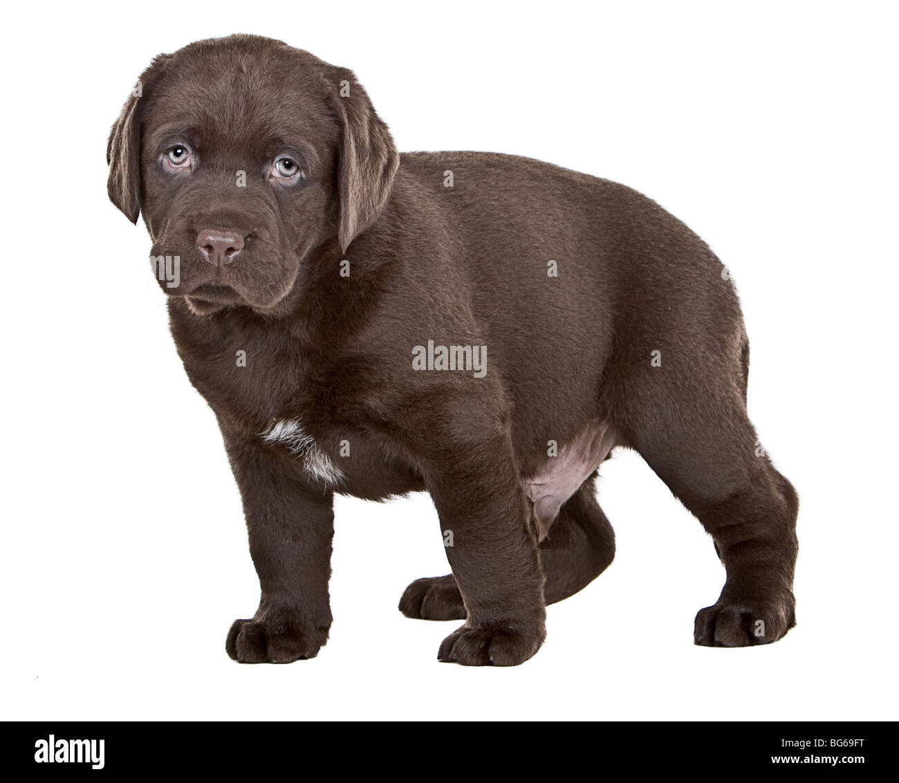 Capture D Isoler Un Mignon Chiot Labrador Chocolat Photo Stock Alamy