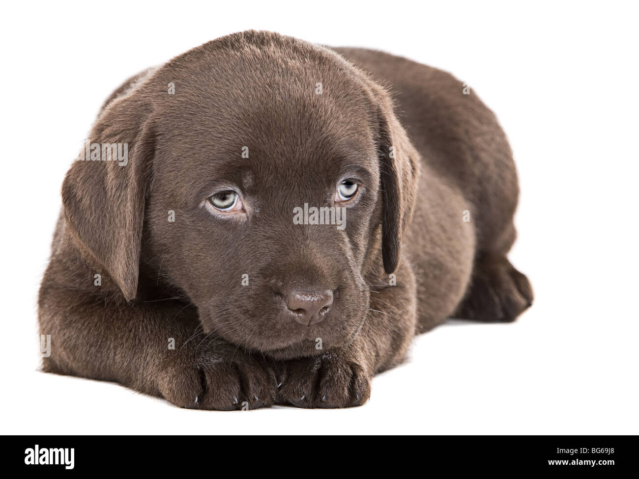 Capture D Isoler Un Mignon Chiot Labrador Chocolat Photo Stock Alamy Capture D Isoler Un Mignon Chiot Labrador Chocolat Photo Stock Alamy