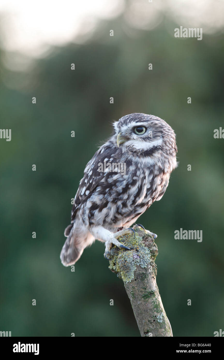 Chouette chevêche (Athene noctua) perching on poster Banque D'Images