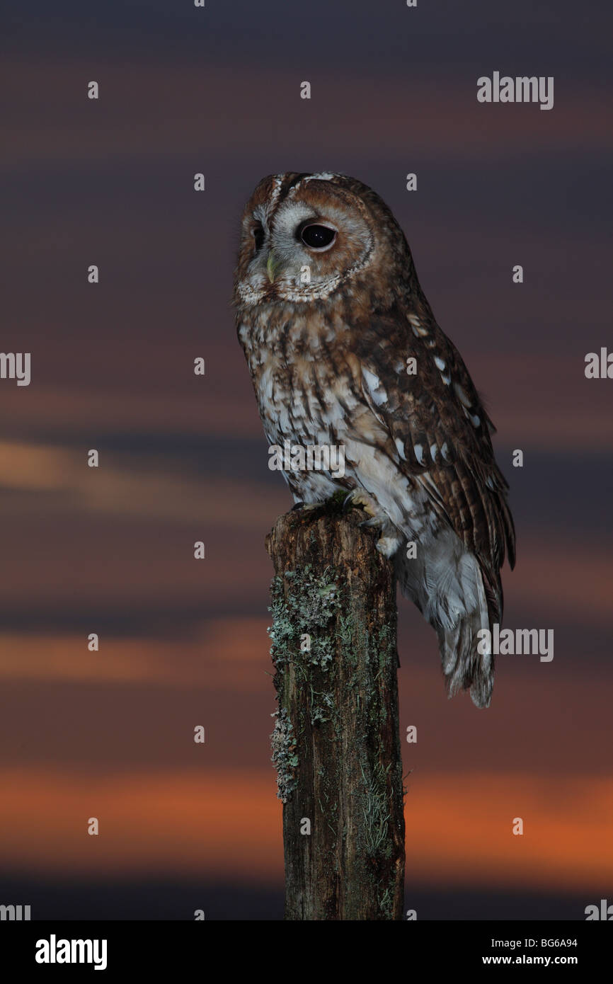 Tawny owl (Strix Aluco enr) percher sur piquet au coucher du soleil Banque D'Images
