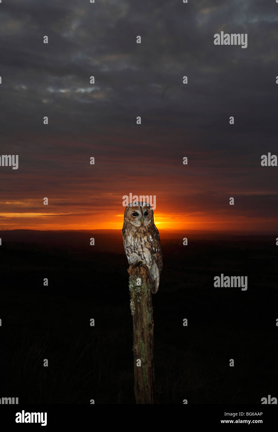 Tawny owl (Strix Aluco enr) percher sur piquet au coucher du soleil Banque D'Images