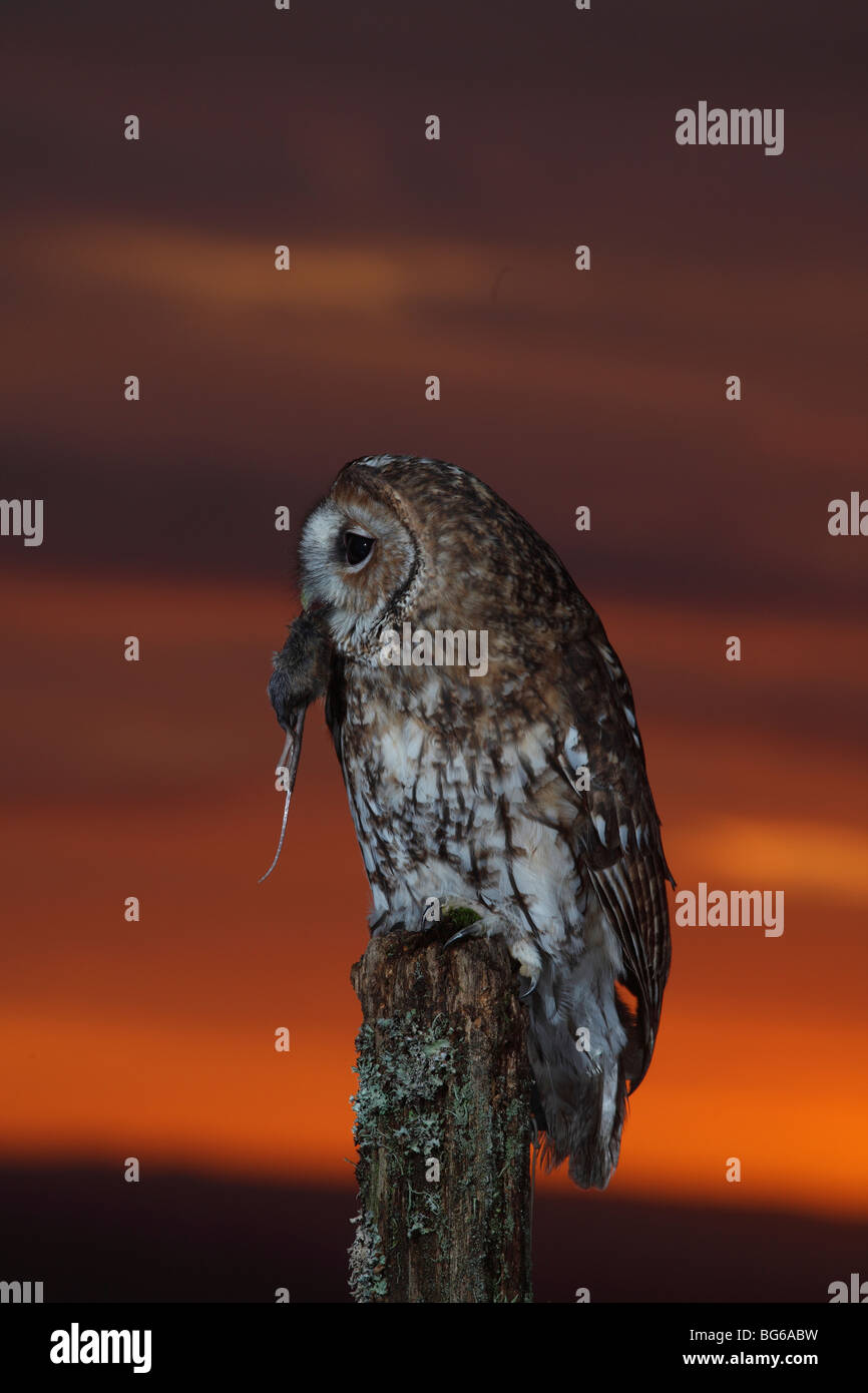 Tawny owl (Strix Aluco enr) percher sur piquet au coucher du soleil avec la souris Banque D'Images