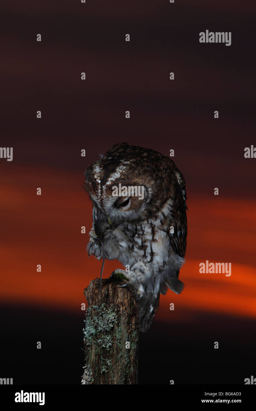 Tawny owl (Strix Aluco enr) percher sur piquet avec la souris au coucher du soleil Banque D'Images