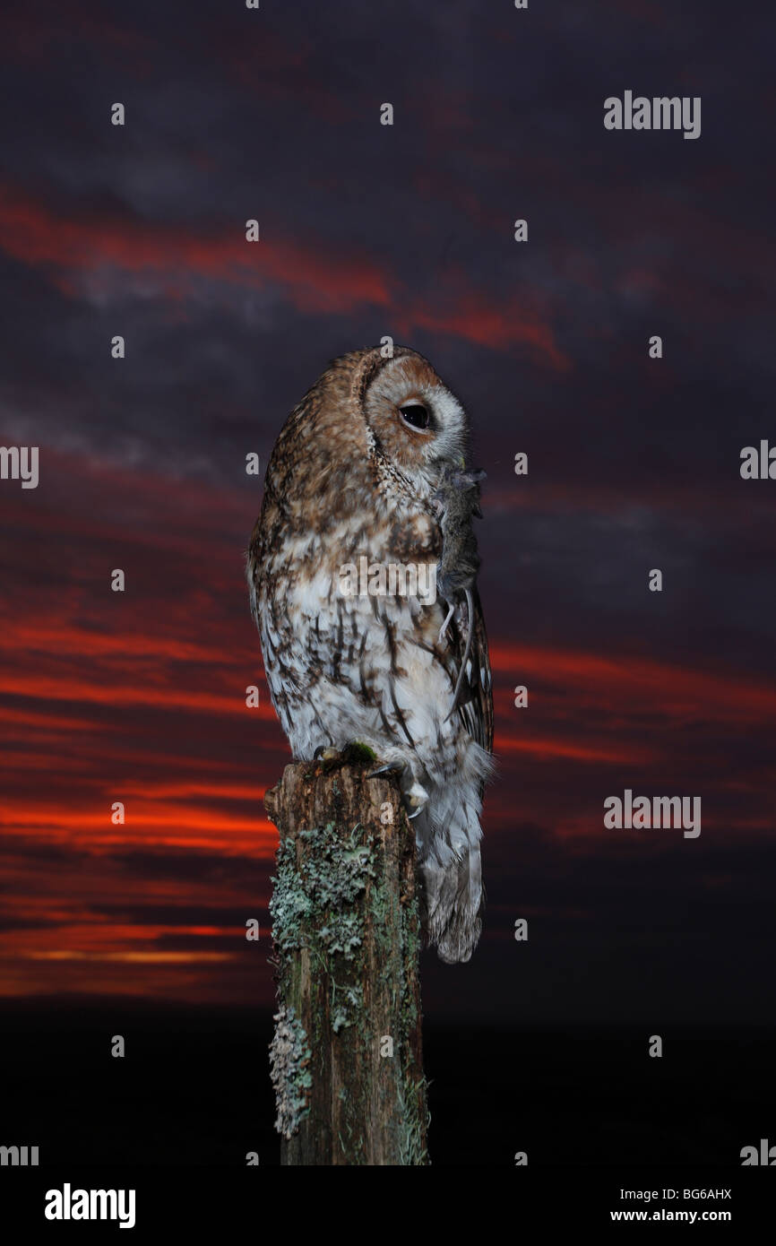 Tawny owl (Strix Aluco enr) percher sur piquet avec la souris au coucher du soleil Banque D'Images