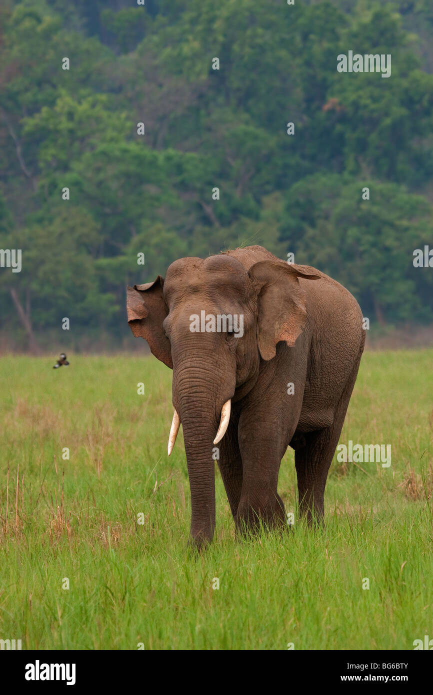 Elephant - photographiée au parc national de Corbett (Inde) Banque D'Images
