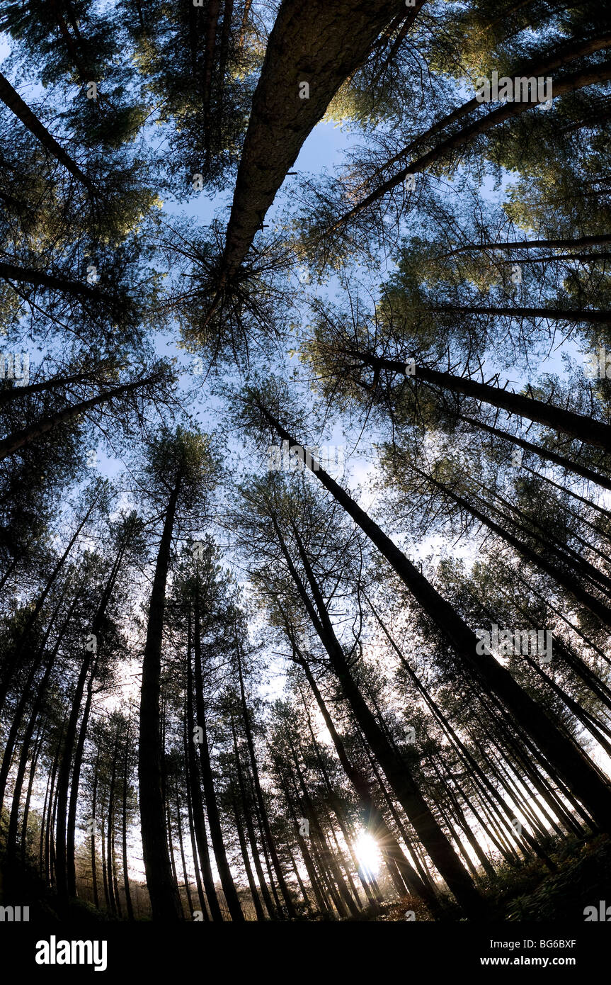 vue imprenable sur les arbres de la forêt, norfolk, angleterre Banque D'Images