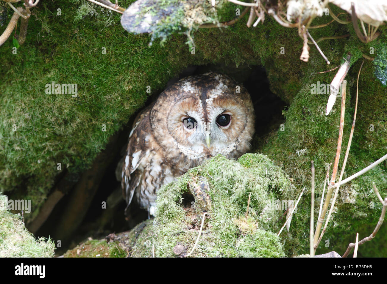 Tawny owl (Strix Aluco enr.) à l'entrée du nid dans l'arbre Banque D'Images