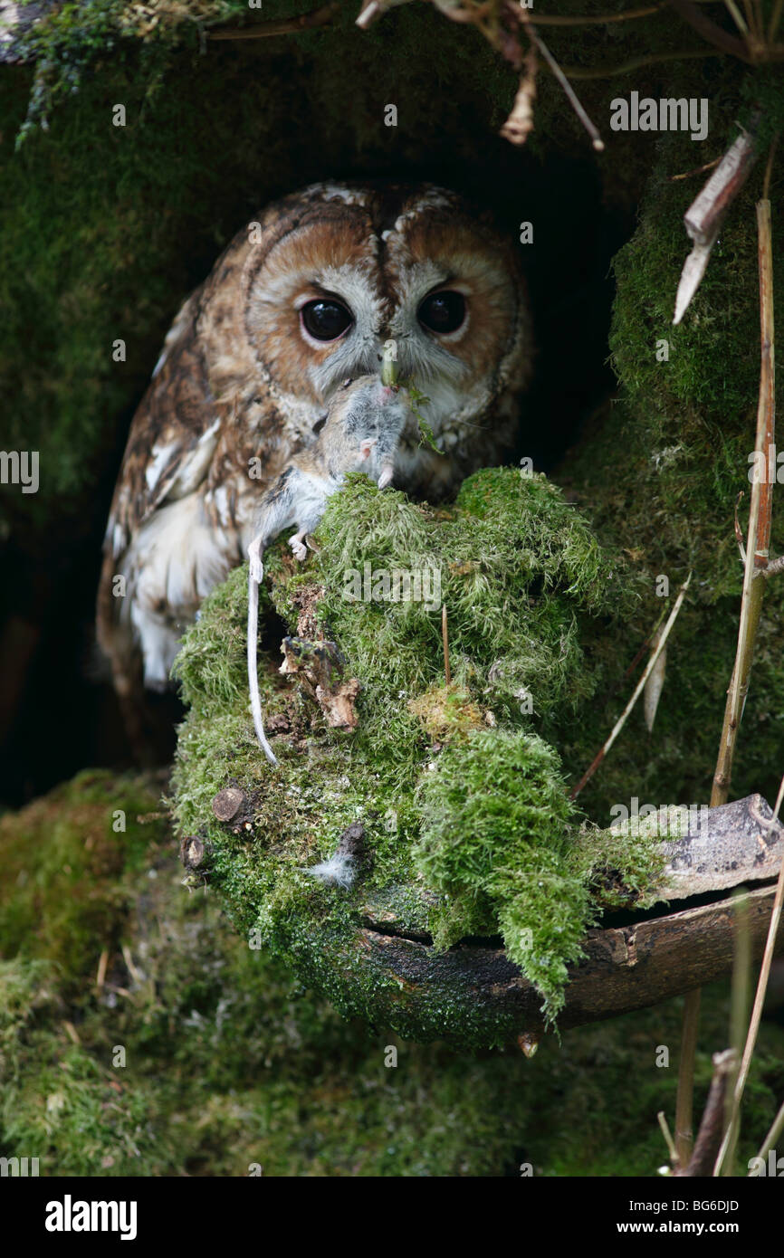 Tawny owl (Strix Aluco enr.) au nid dans l'arbre avec la souris Banque D'Images