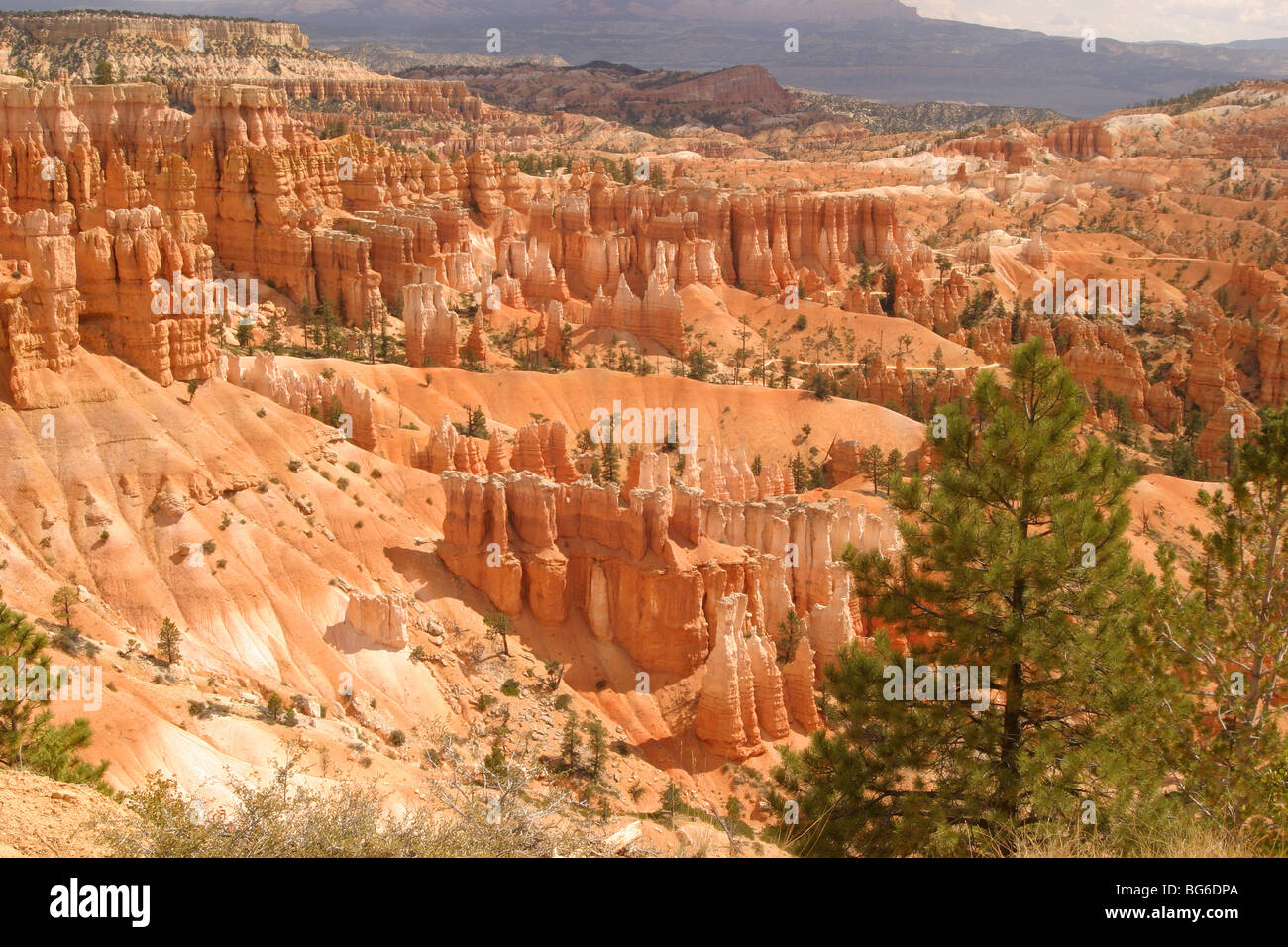 Les clochers de Red Rock à Bryce Canyon National Park sont appelées hoodoos. Bryce n'est pas un canyon. Banque D'Images