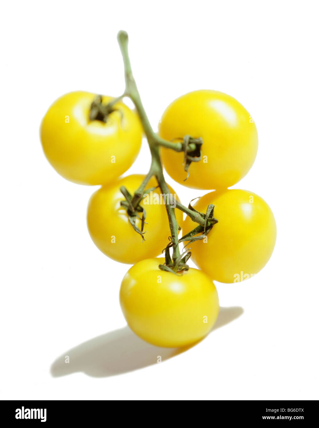 Bouquet de tomates jaunes sur la vigne on white Banque D'Images