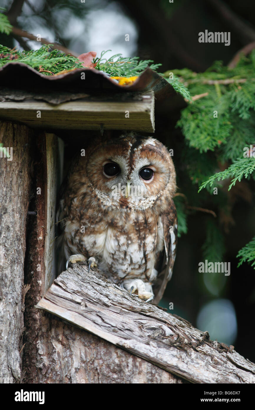 Tawny owl (Strix Aluco enr.) Le repos sous les avant-toits de la remise de jardin Banque D'Images