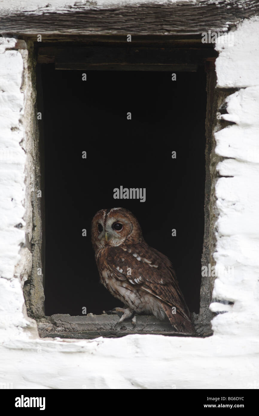 Tawny owl (Strix Aluco enr) perching dans fenêtre grange Banque D'Images