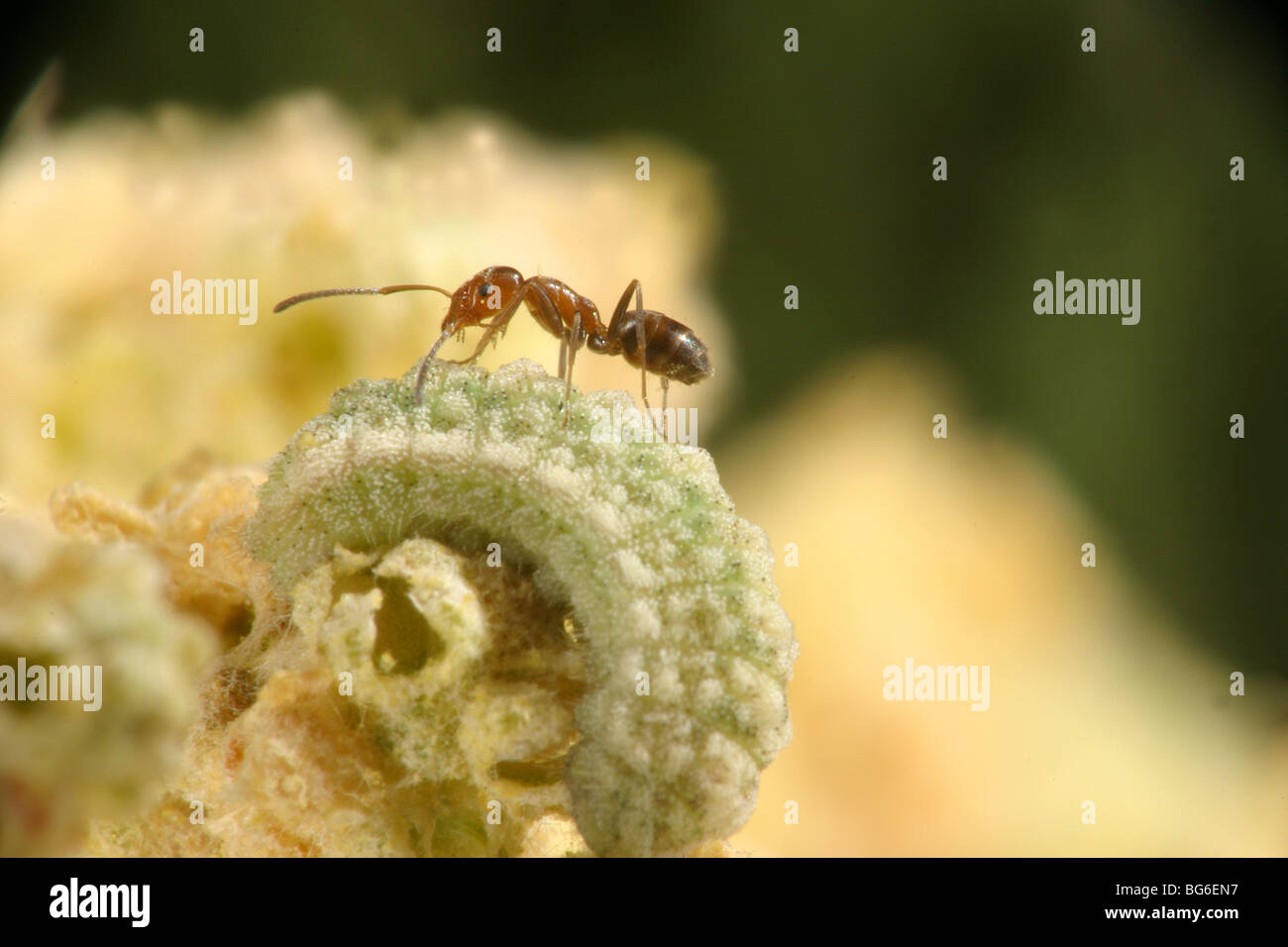 Collecte de liquide sucré ant caterpillar en étant debout sur son dos. Fournir une protection aux fourmis les chenilles en retour. Banque D'Images