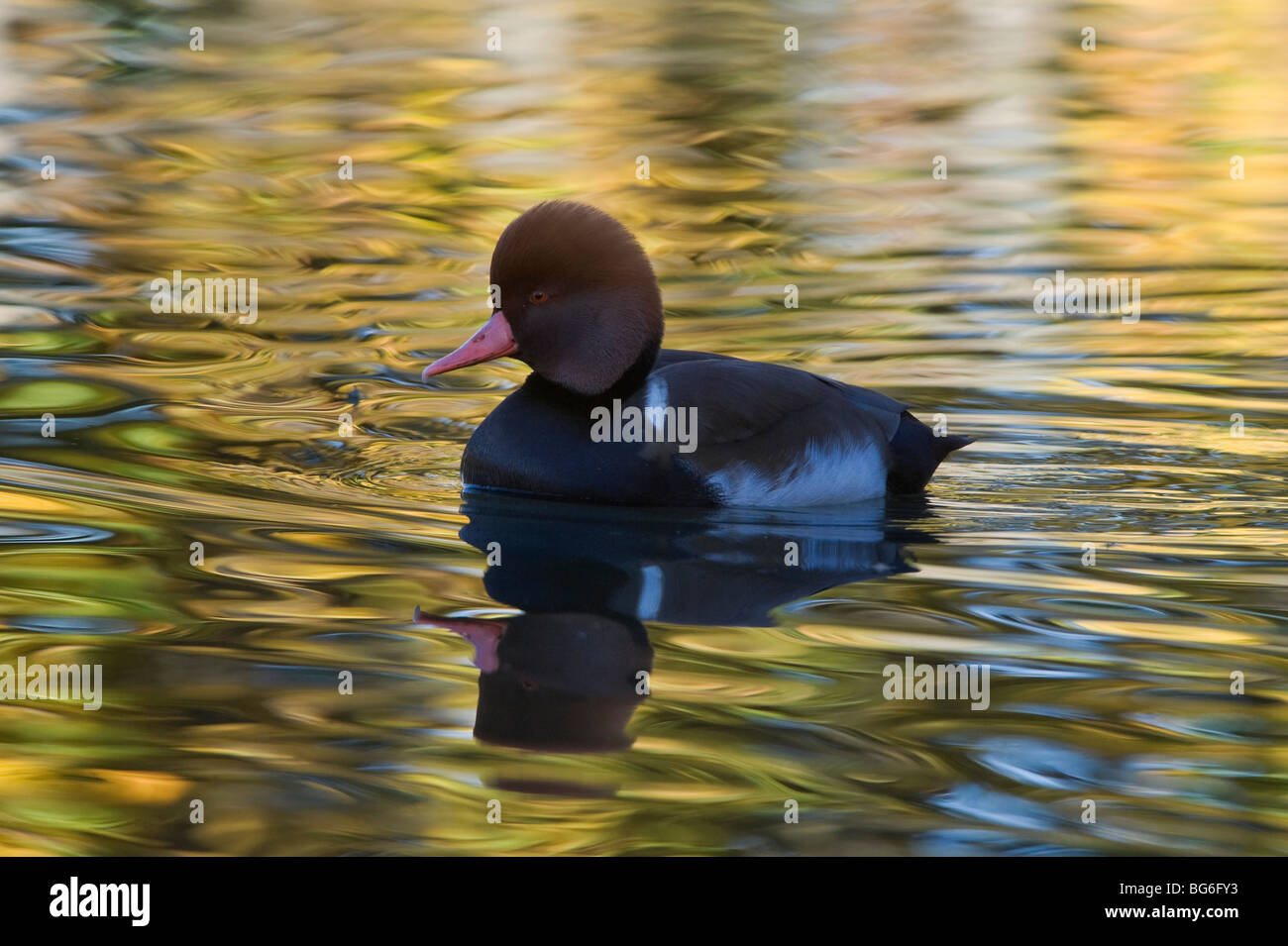 L'Italie, Piémont, Racconigi (cn), un mâle de nette rousse la natation dans les couleurs automnales Banque D'Images