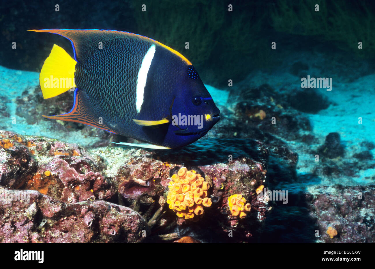Le roi poissons anges. Holocanthus Passer. Merveilleux, la vie marine sous-marine des îles Galapagos. L'Équateur. La plongée. Banque D'Images