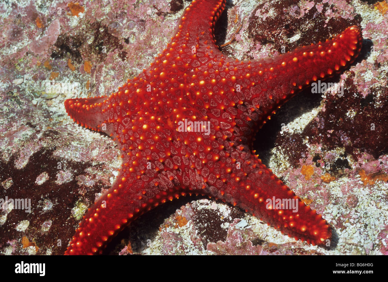 Panamic Star coussin. Cummingi Pentaceraster. Étoile de mer des Galapagos. L'Étoile de mer. Embranchement des échinodermes. Asteroidea. Galapagos. Banque D'Images