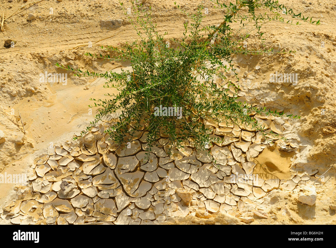 Petit arbre avec des feuilles vertes poussant dans le désert occidental de l'Égypte Banque D'Images