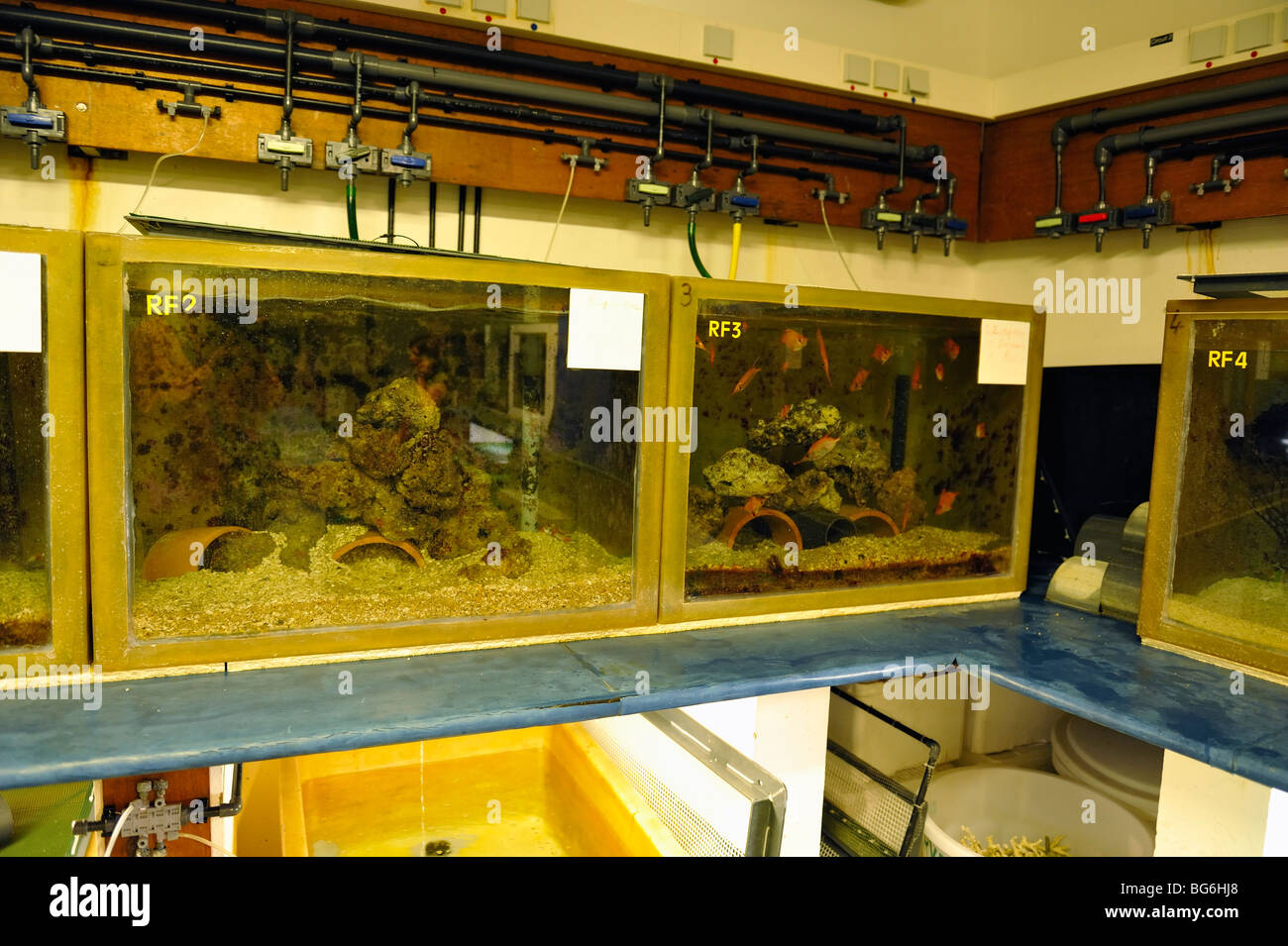 Les réservoirs d'alevinage dans le sous-sol de l'aquarium de Monaco Banque D'Images