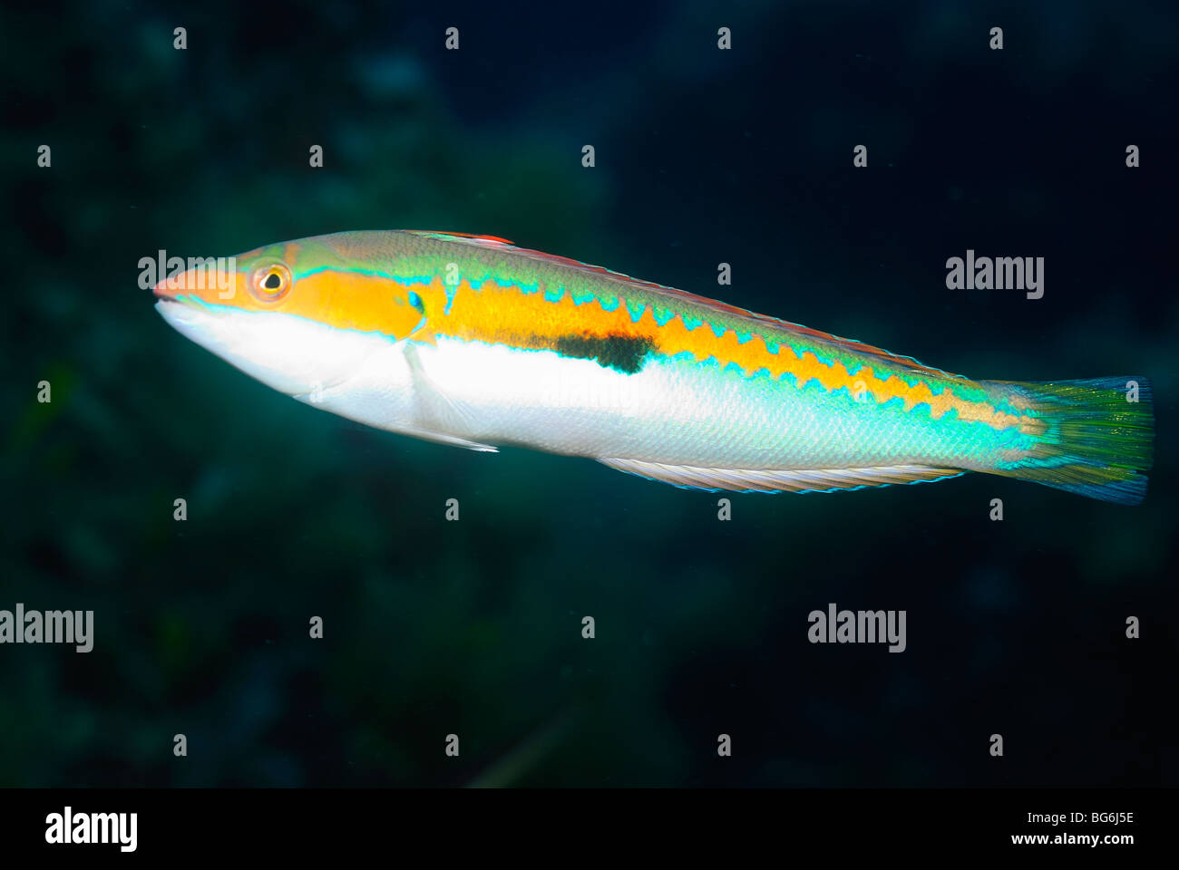 Arc-en-ciel méditerranéen napoléon poisson dans la mer Méditerranée, au large de Monaco Banque D'Images