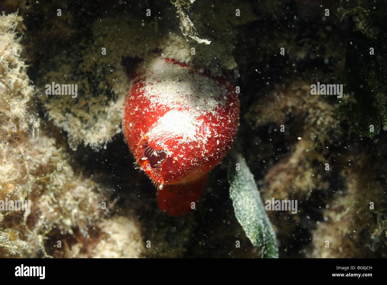 Squirt-mer rouge dans la mer Méditerranée Banque D'Images