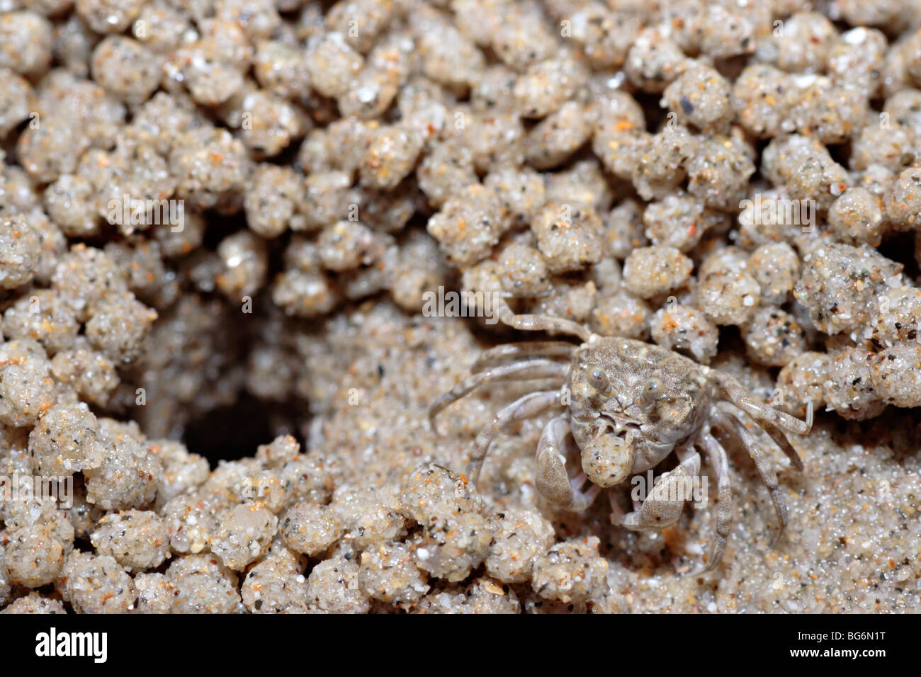 Sable bubbler crabe faire des boules de sable sur la plage de Terengganu, Malaisie. Banque D'Images