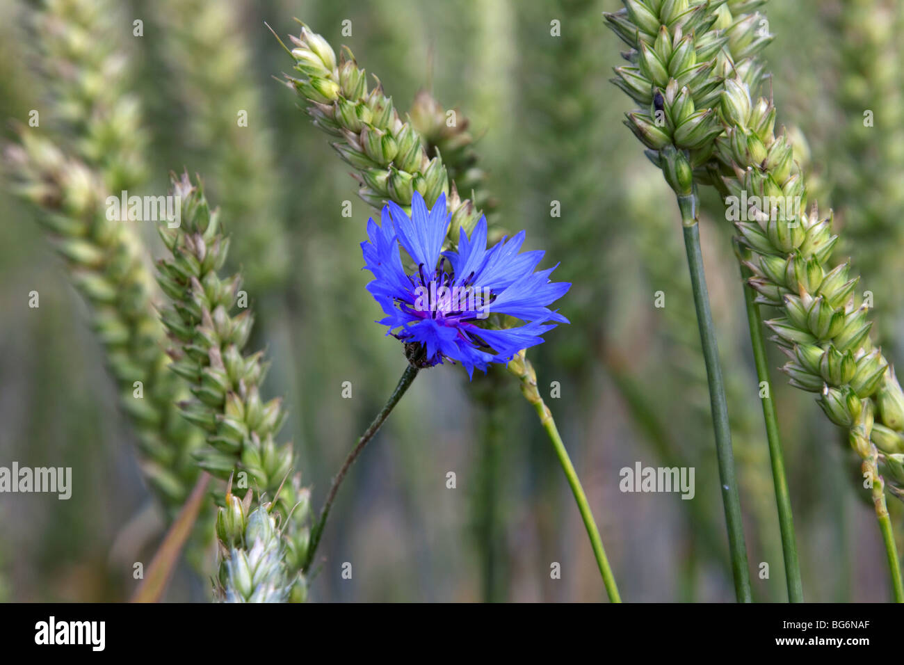 Le bleuet (Centaurea cyanus) dans le champ de blé en fleur Banque D'Images