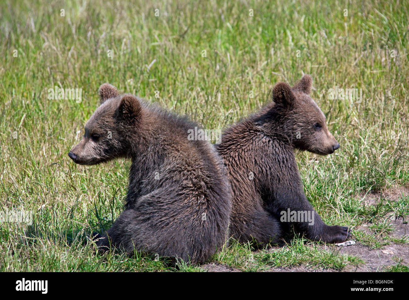 Deux comités d'ours brun (Ursus arctos) d'oursons dans les prairies, la Suède Banque D'Images