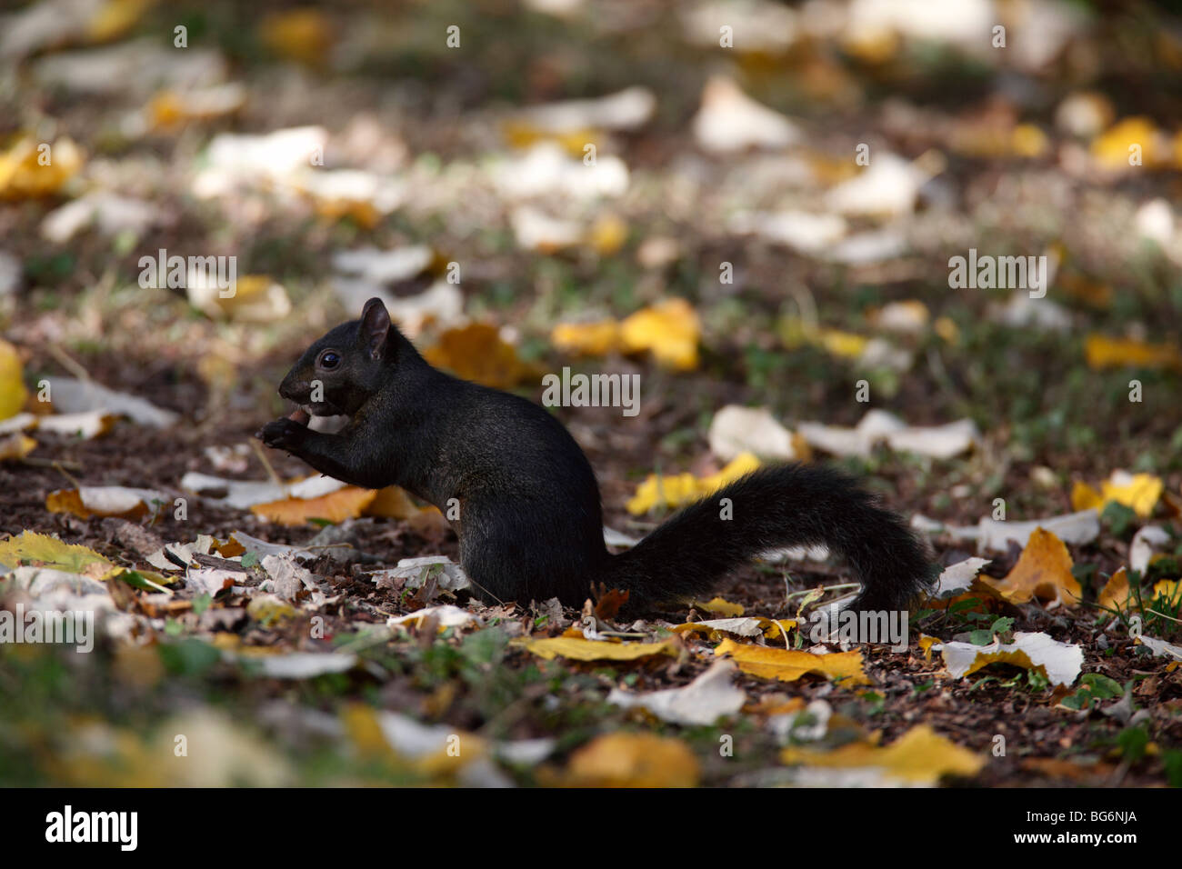 Scirius carolinensis écureuil gris (noir) alimentation mutant acorn dans les feuilles d'automne Banque D'Images
