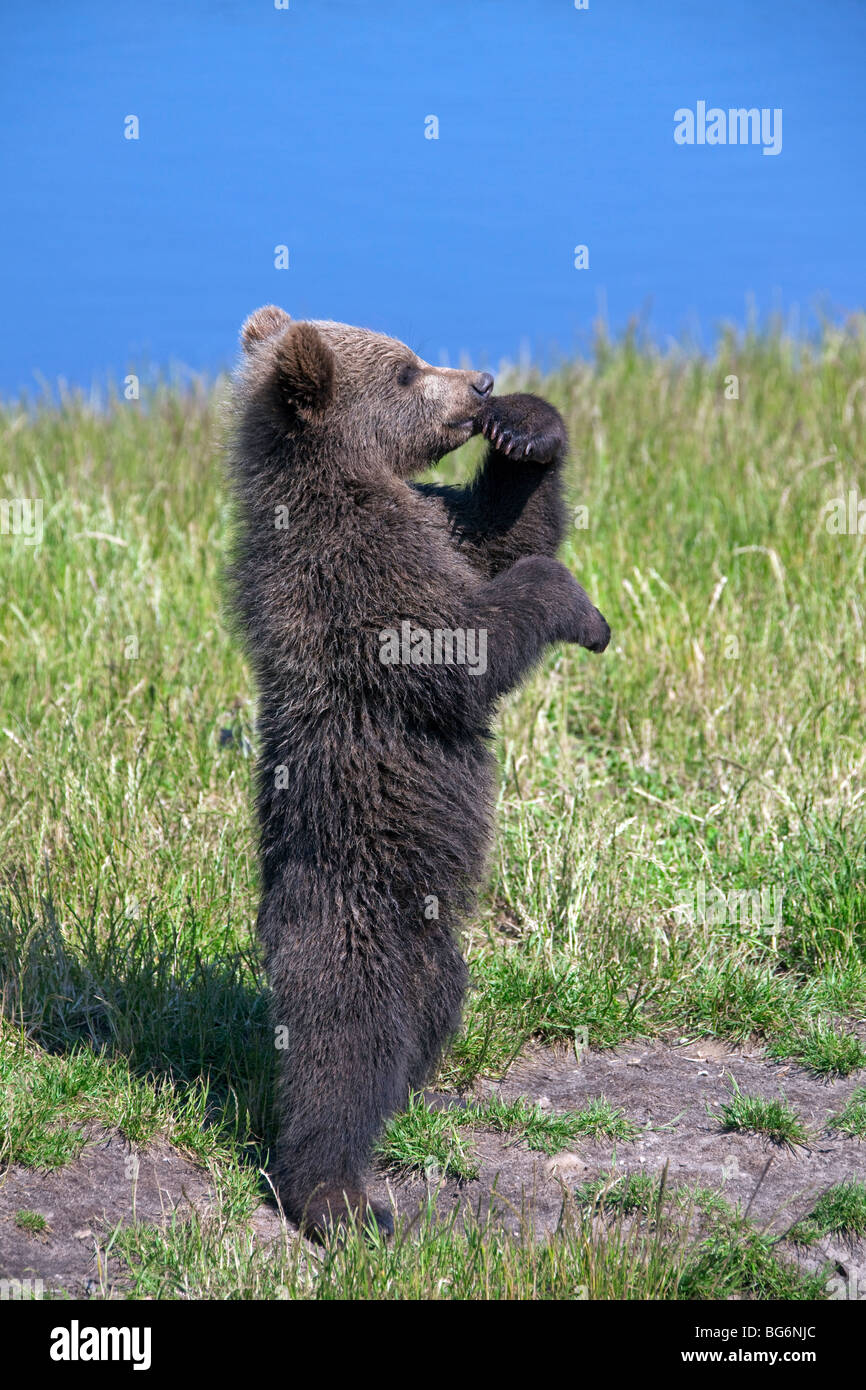 Curieux j'ours brun (Ursus arctos) cub debout sur le lac banque, Suède Banque D'Images