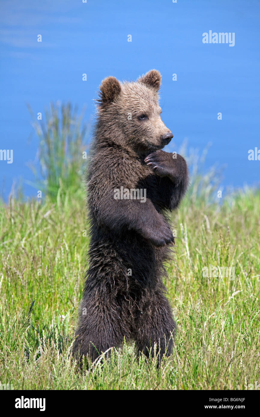 Curieux j'ours brun (Ursus arctos) cub debout sur le lac banque, Suède Banque D'Images