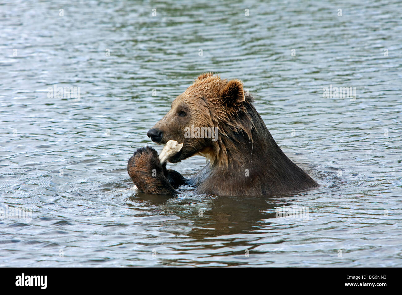 L'ours brun (Ursus arctos) os animal manger dans l'eau du lac, Scandinavie Banque D'Images