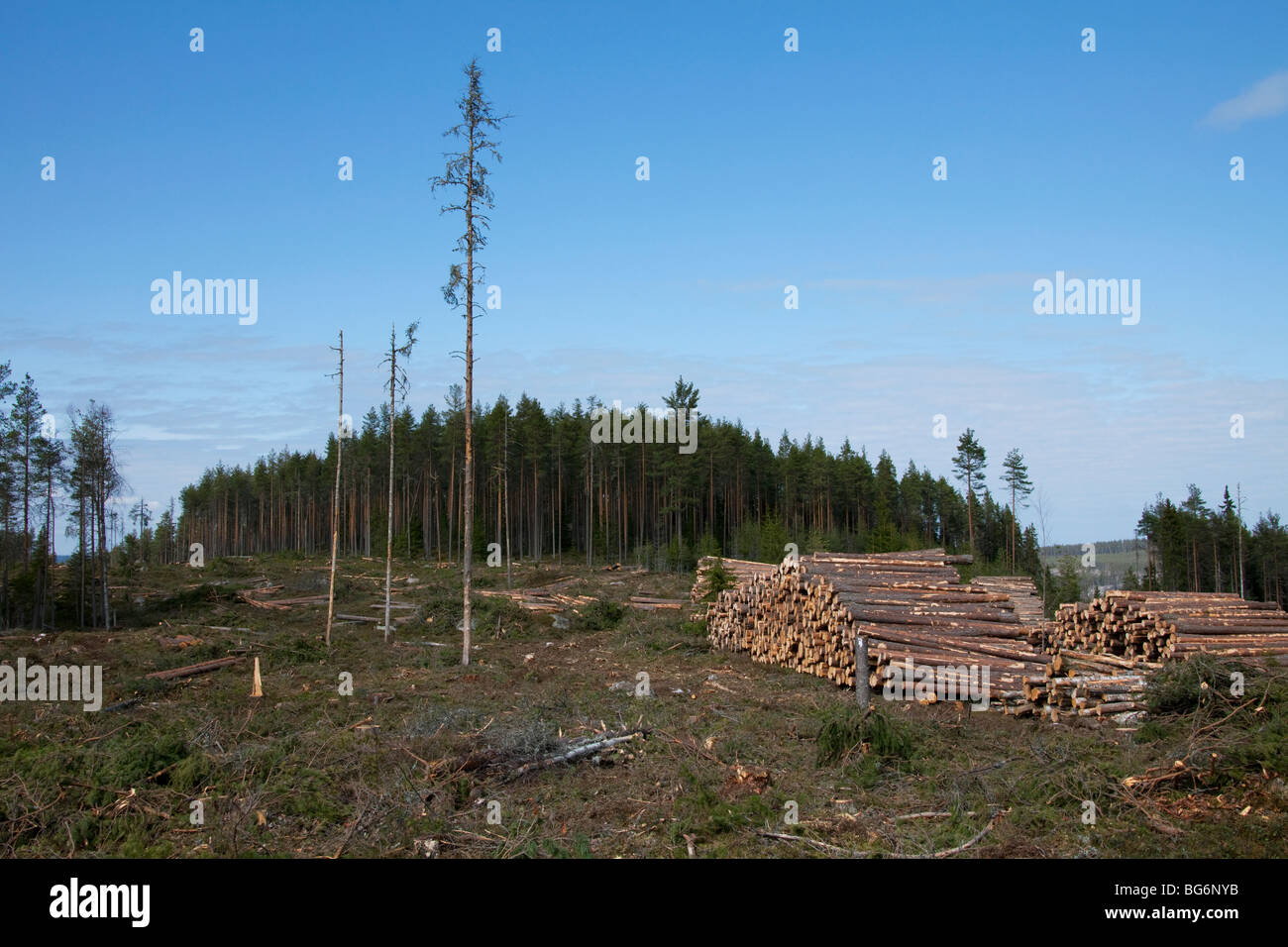 La déforestation provoquée par l'industrie forestière montrant des piles de journaux de coupe / arbres / bois de forêt de pins, la Suède Banque D'Images